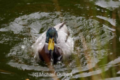 Ente