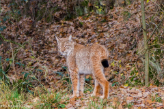 Luchs